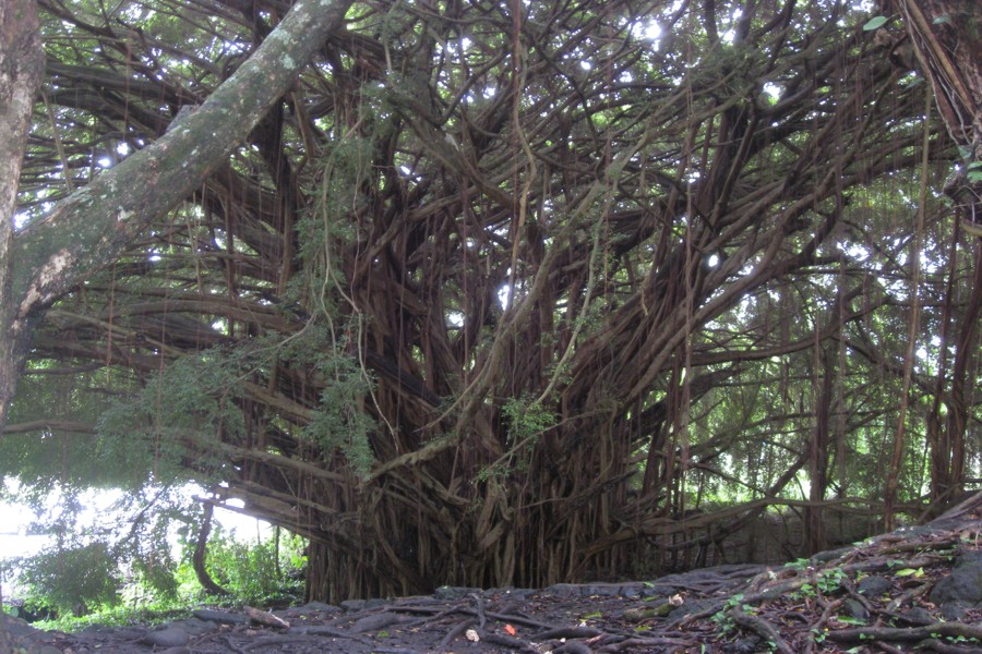 ../image/rainbow falls banyan tree 2.jpg